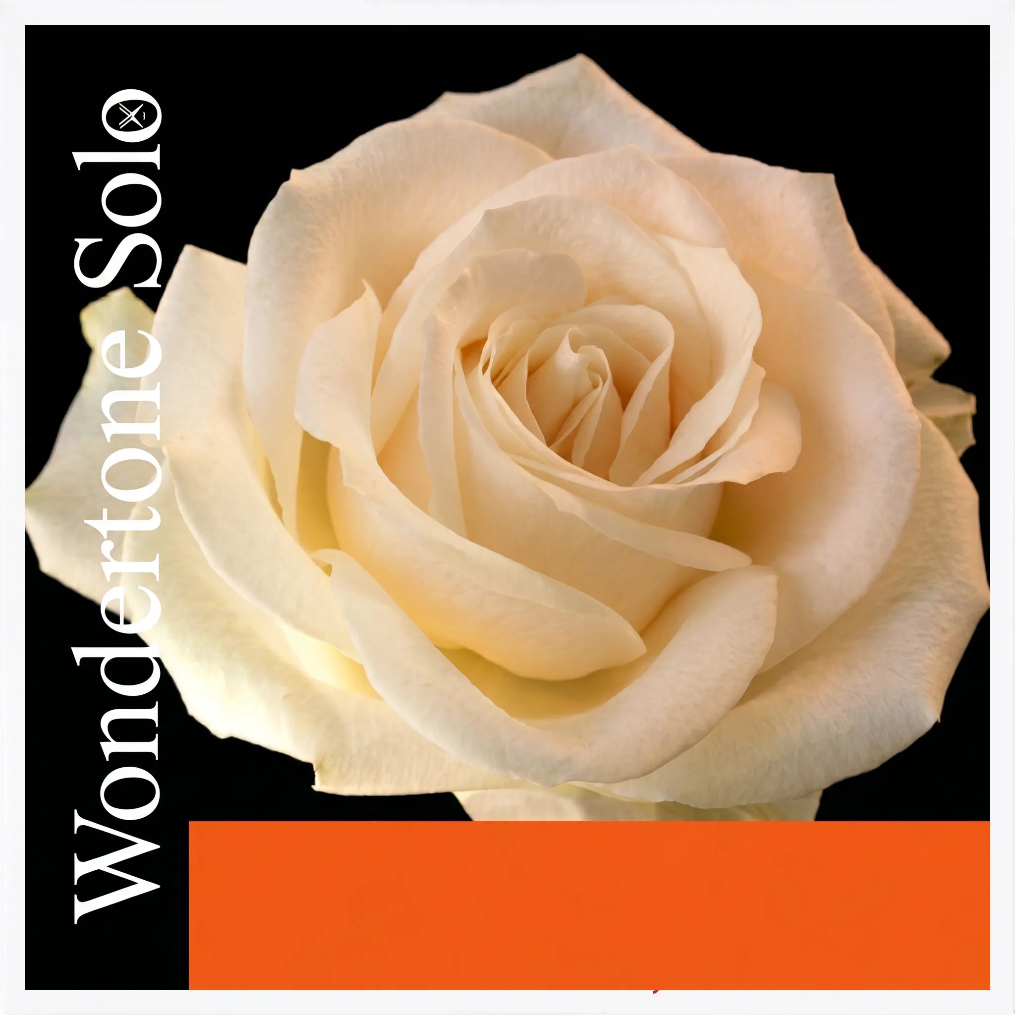 Corde de Sol Violon 4/4 Pirastro Wondertone Solo - Synthétique/Argent (4104)